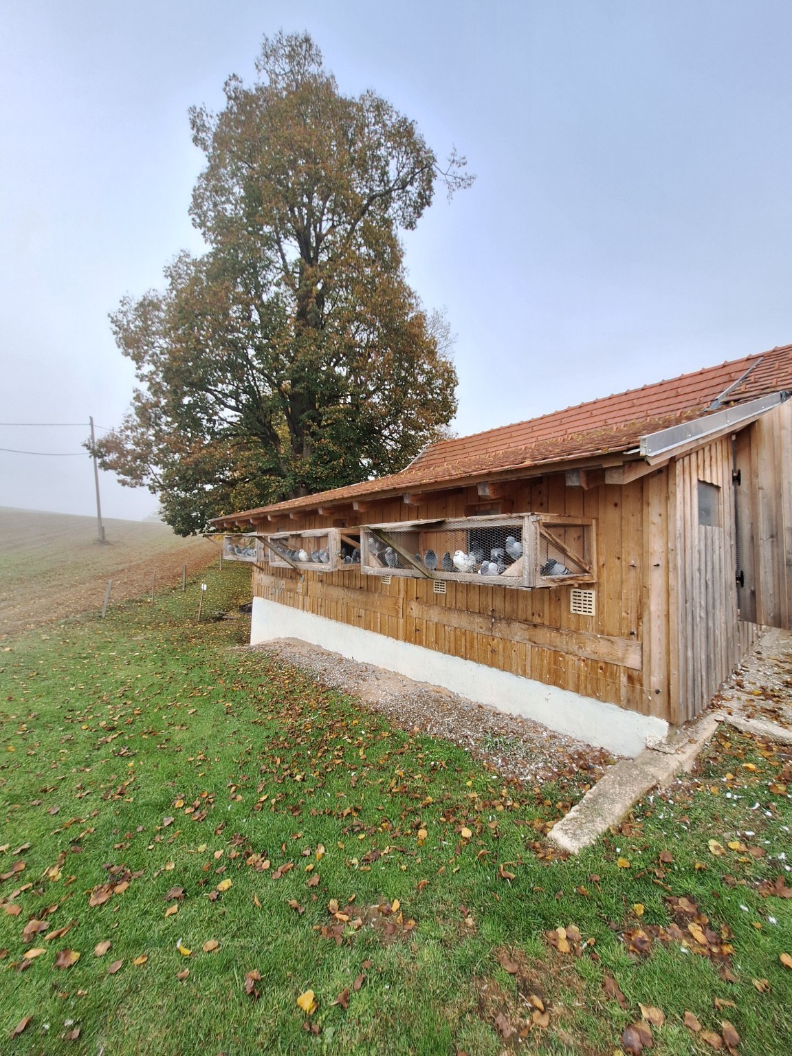 Naš golobnjak — LUKA ČEPIN family loft